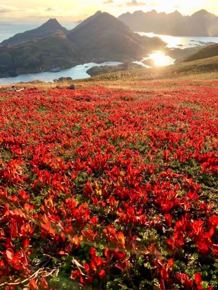 Lofoten And Vesteralen Kveldro Myrland Екстер'єр фото